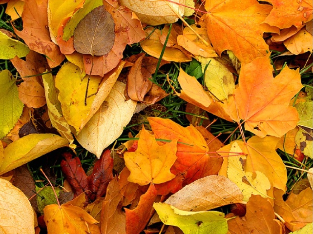 Leaf  Collage