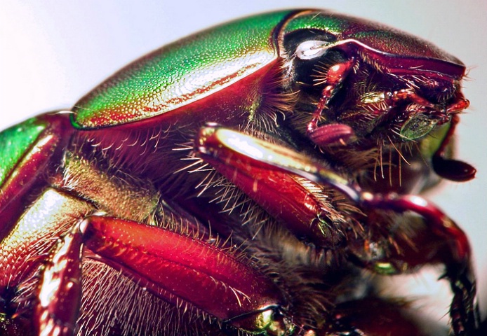 Green Beetle Portrait, v3a