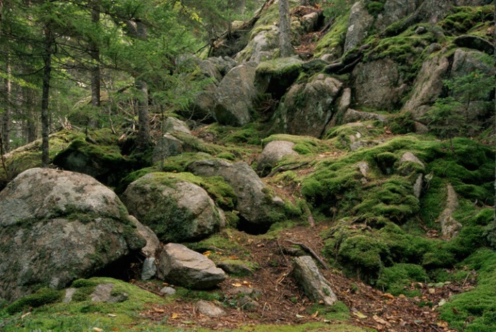 Mossy Rocks - ID: 1448784 © Nora Odendahl