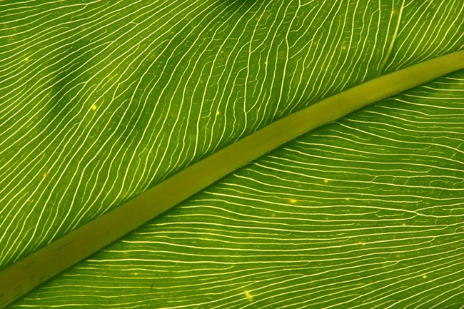 Texture - veined leaf