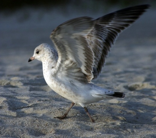 Seagull on the beach ready for lift off _S.C.