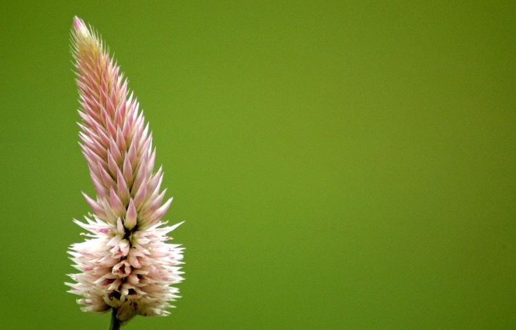 Charlottesville Flower