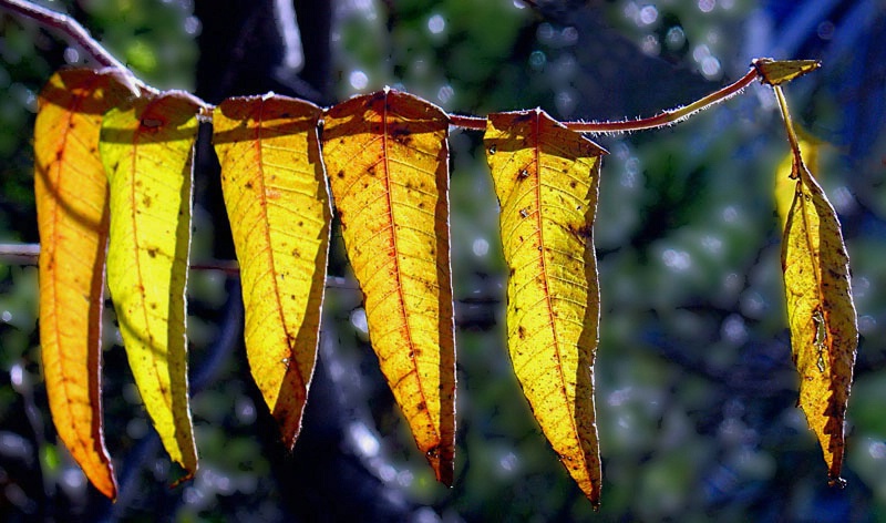 Autumn Leaves Drying in the Sun