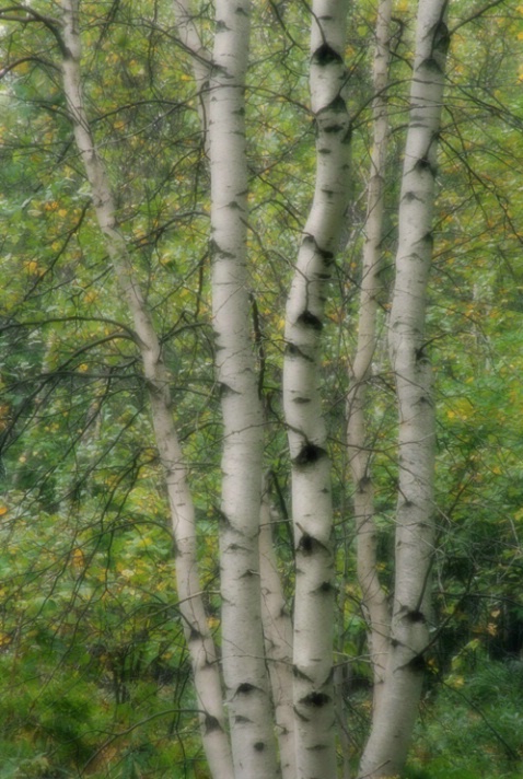 Birches - ID: 1454007 © Nora Odendahl