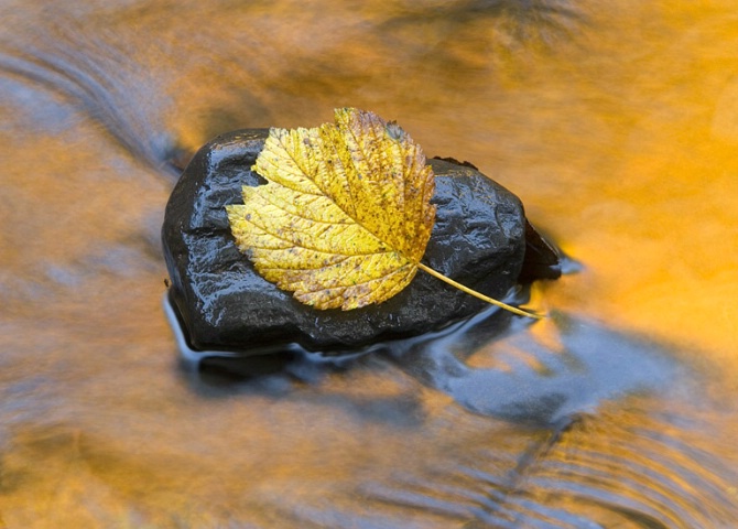 Leaf in stream