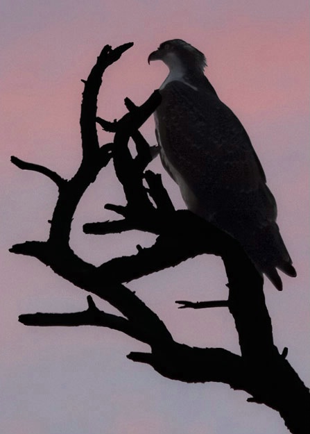 Osprey at Sunset