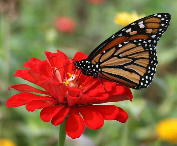 Feasting on a flower