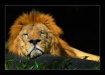 the sleeping Lion