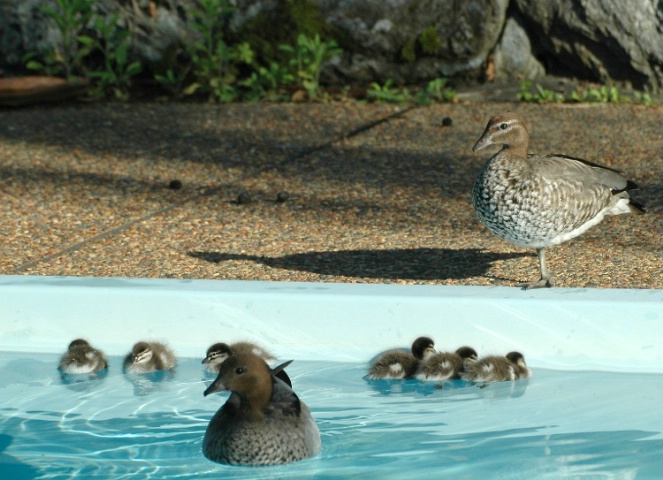 Swimming pool - for ducks?
