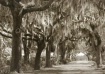 Spanish Moss