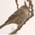 © Robert Hambley PhotoID # 1467131: Yellow Rumped Warbler