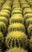 Pillows prickly