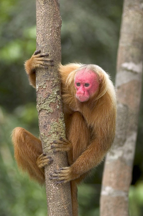 Uakari