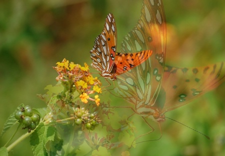 A Butterflies Ghost