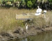 Low Tide