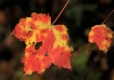 Fall Pallette
