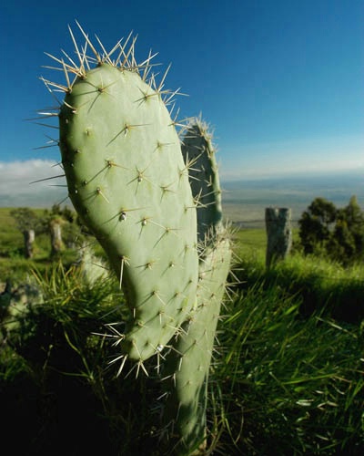 Cactus