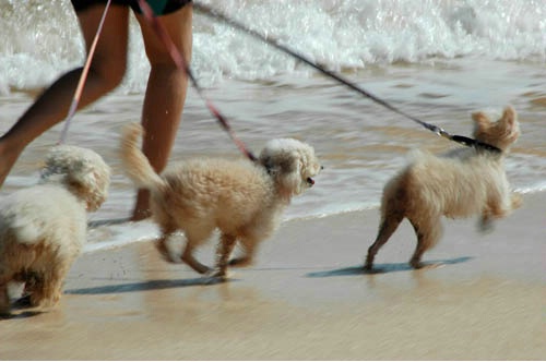 Dogs on the Beach