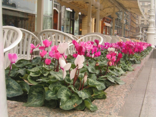 flowrers still in bloom outside restaurant in Zagr