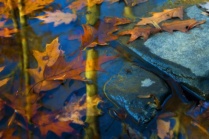 Fall Reflections