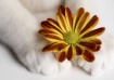 Petals and Paws
