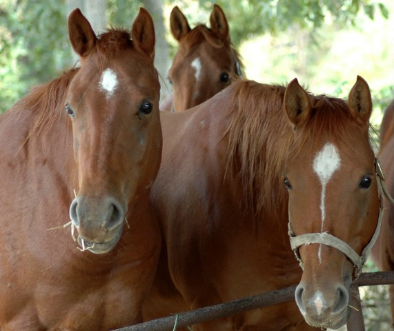 Three Mares Staring