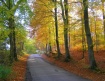 Forest road. Gree...