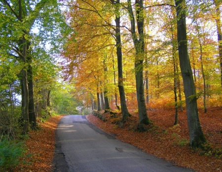 Forest road. Green, yellow and brown colours. 