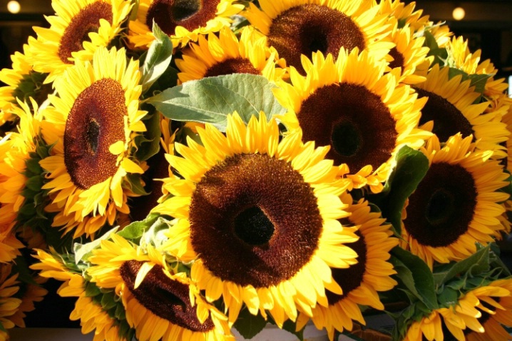 Sunflowers in Seattle