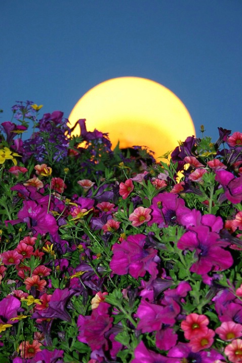 Flowers on Lamp Post