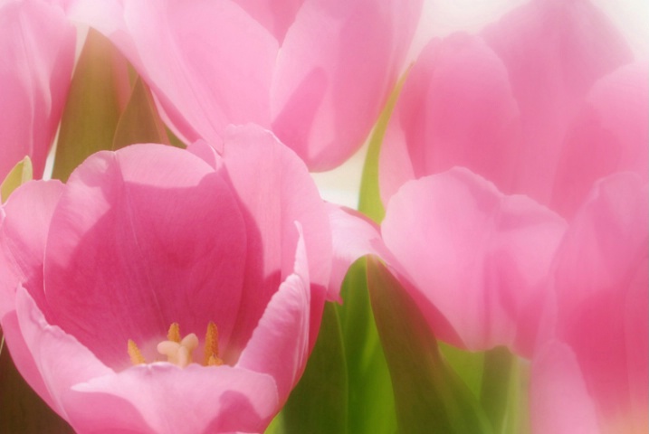 Pink Tulips