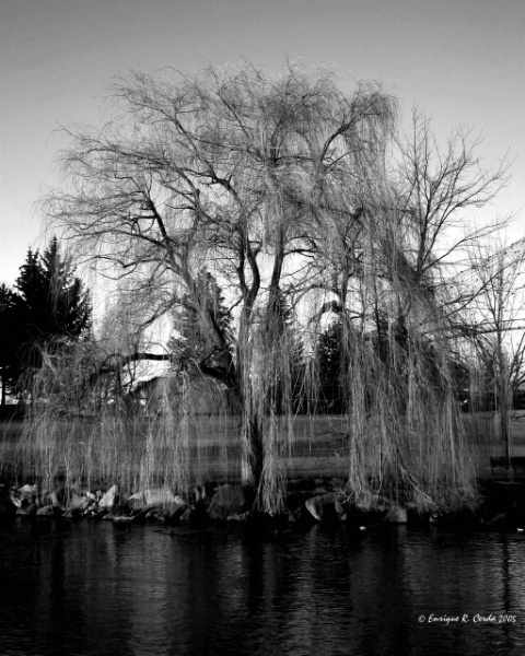 Weeping Willow...