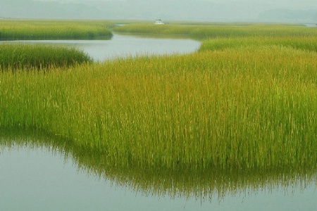 the marsh