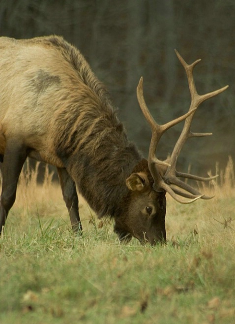 Elk 9