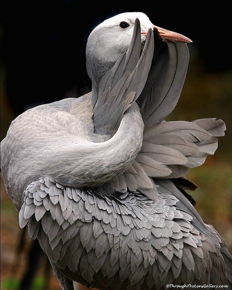 Feathered Fan...