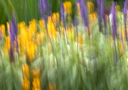 Flowers in Motion