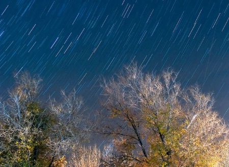 Trees and Trails