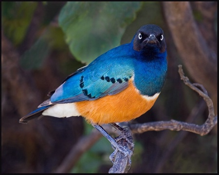 Superb Starling