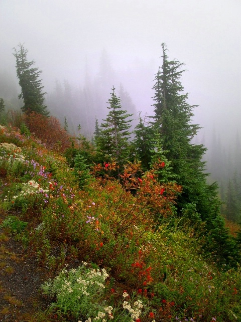 Misty Alpine Autumn