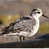 © Robert Hambley PhotoID # 1488949: Red Phalarope