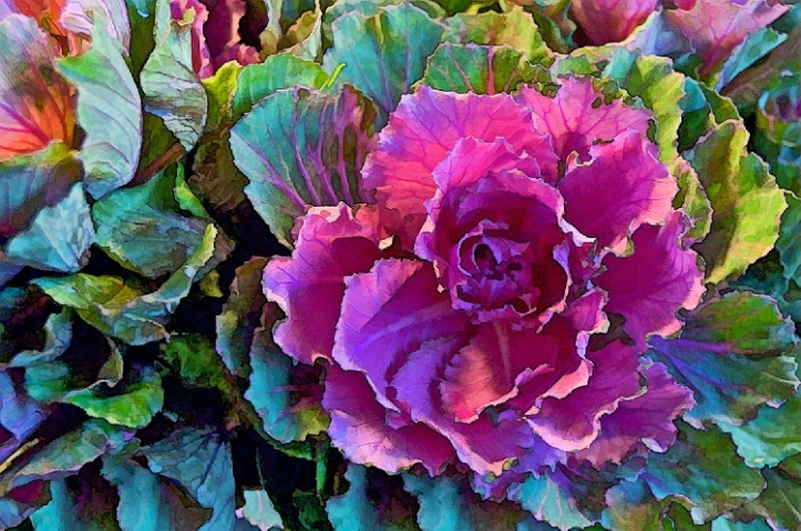 Cabbage "Rose" #2