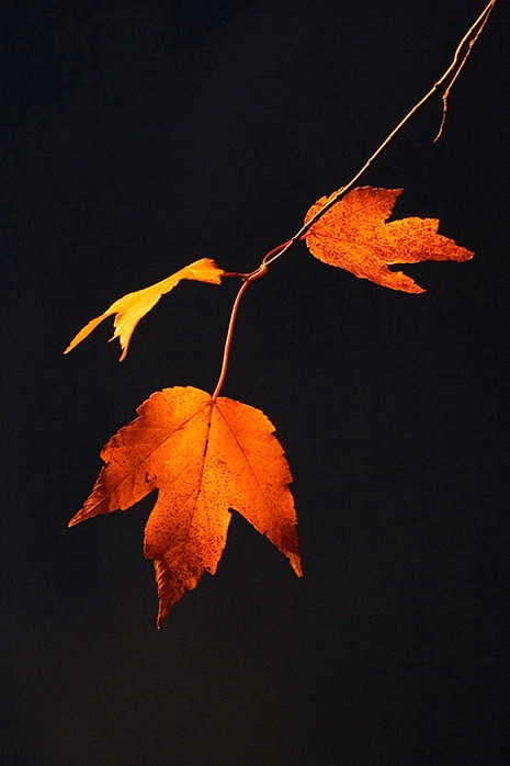 Autumn Leaves 11-5-05 - ID: 1489743 © Robert A. Burns