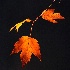 © Robert A. Burns PhotoID# 1489743: Autumn Leaves 11-5-05