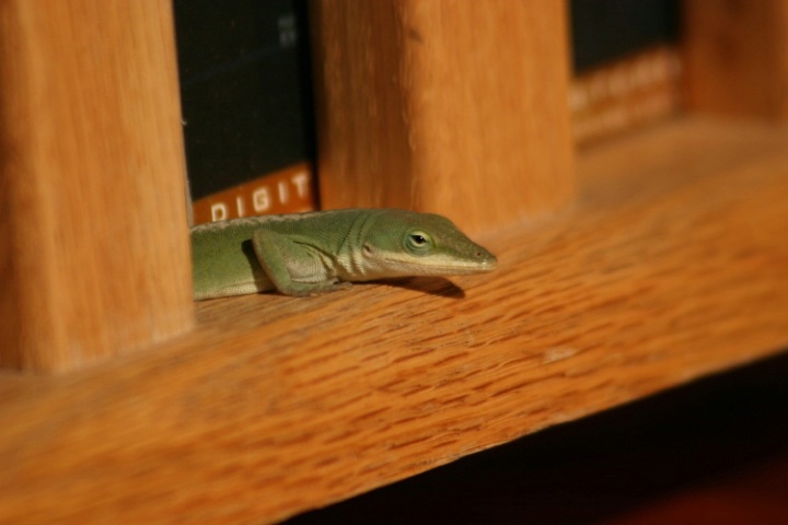 Digit the Gecko