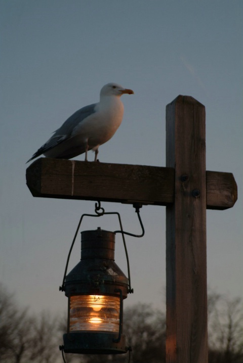 Night Watchman