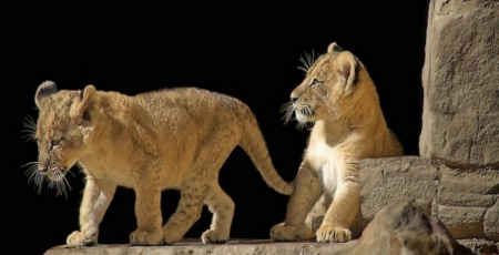 Lion Cubs