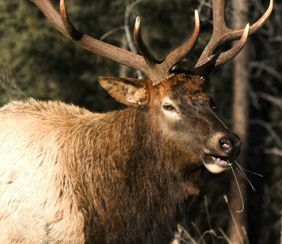 Canadian elk
