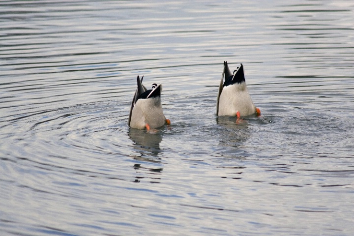 synchronized ducks