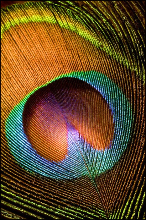 Eye of the Peacock