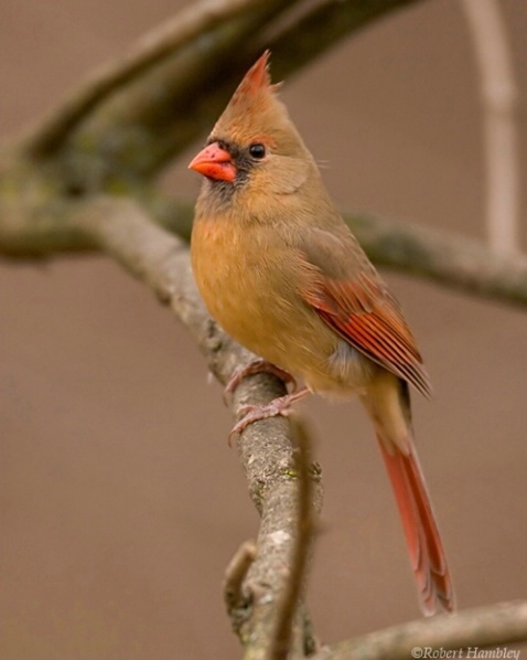 Cardinal - ID: 1491932 © Robert Hambley
